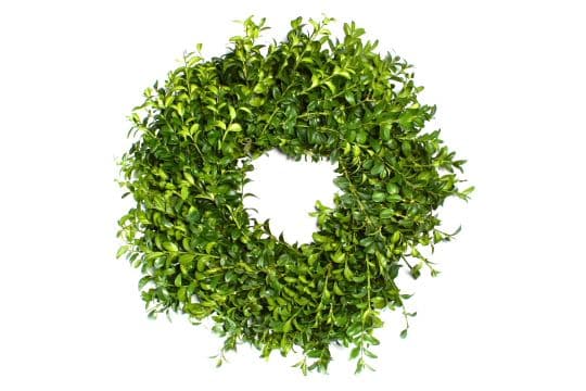 Boxwood 16" Wreath