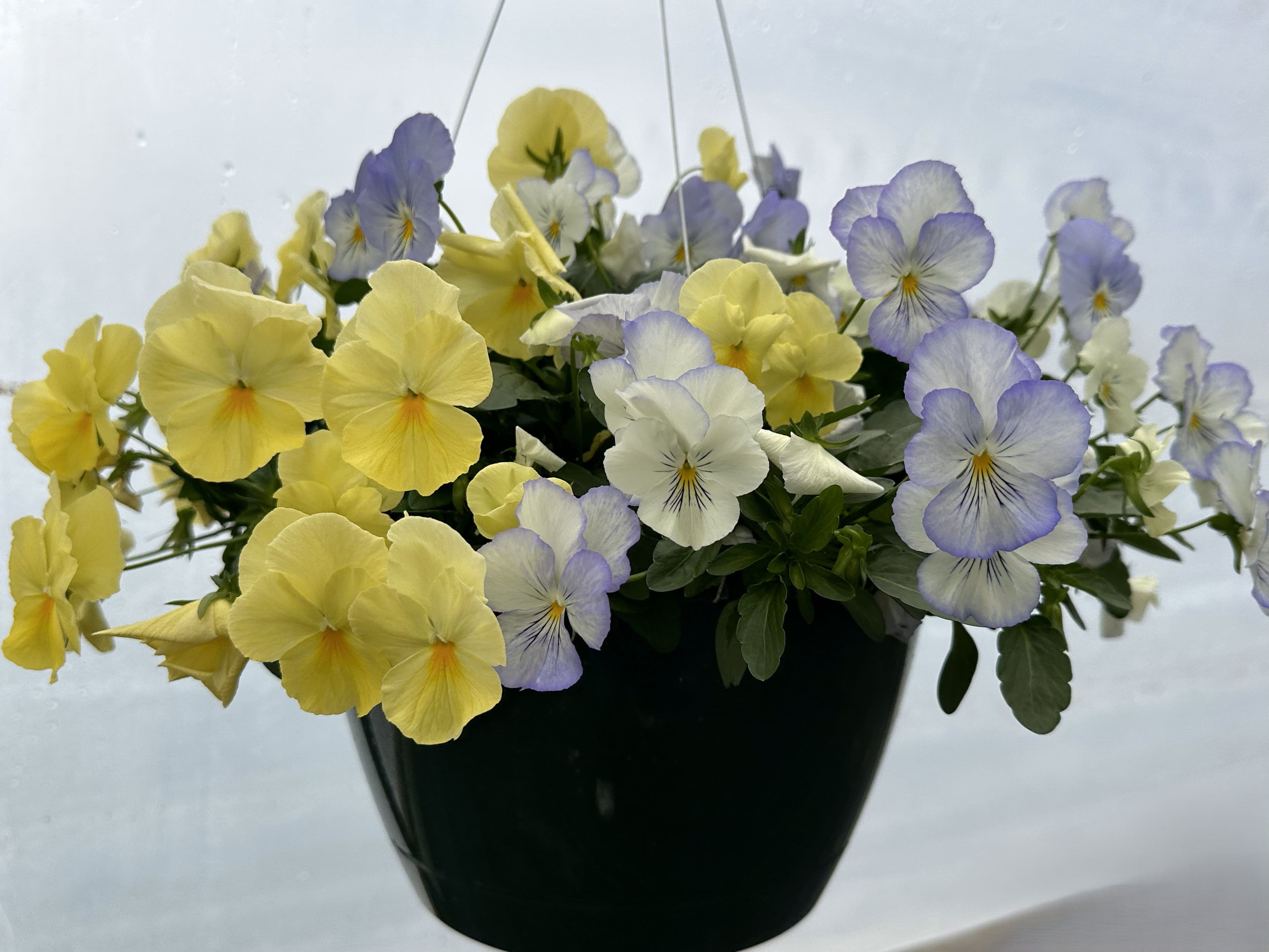 Pansy Cool Wave Pastel Mix