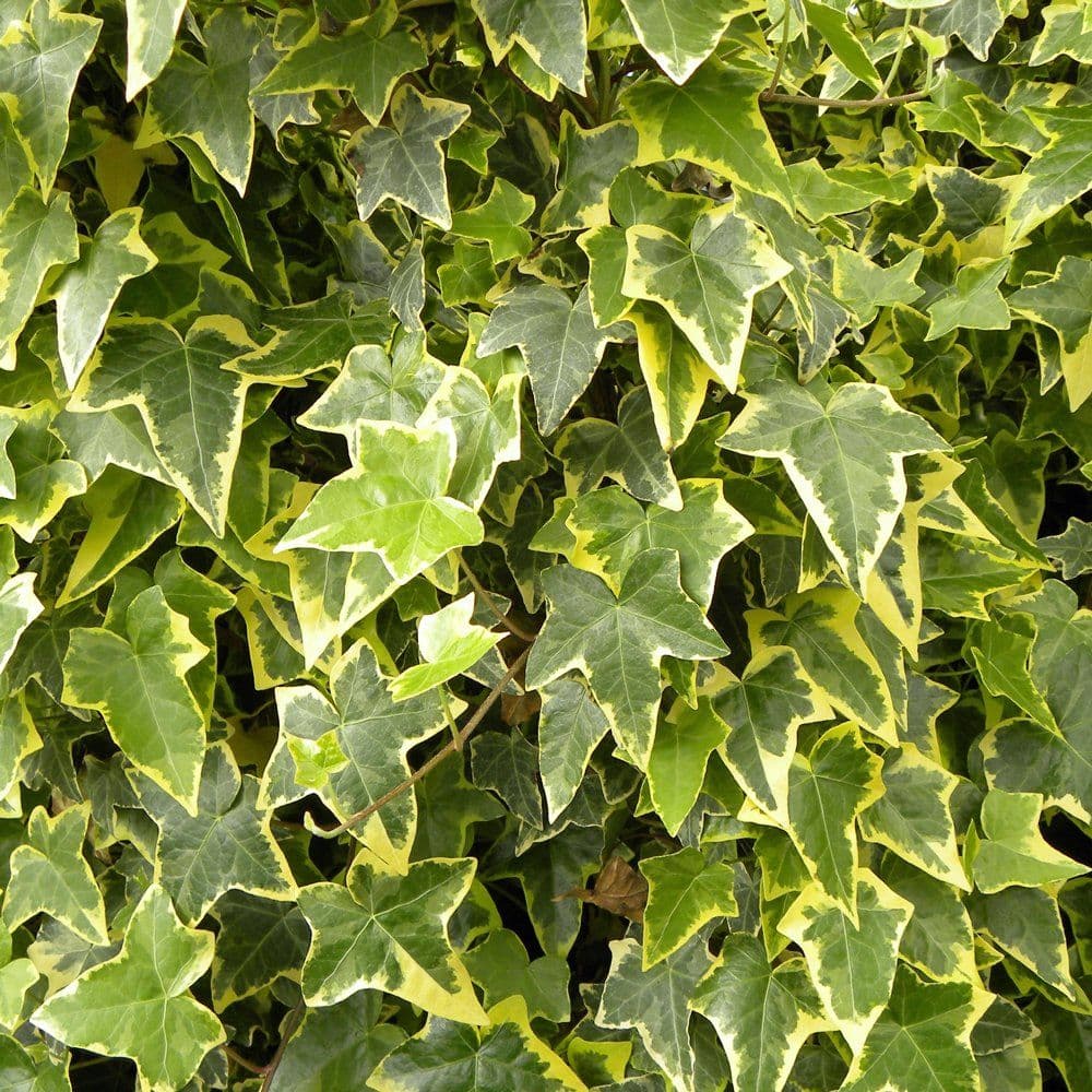 Ivy English Goldchild