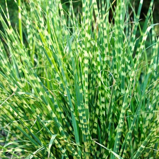 Miscanthus Bandwidth
