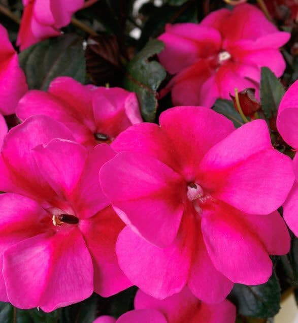 Impatiens Sun Comp Purple Candy