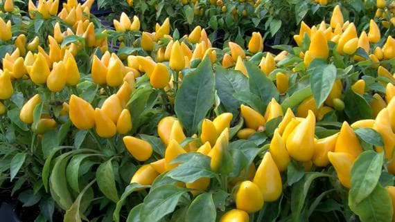 Pepper Acapulco Yellow
