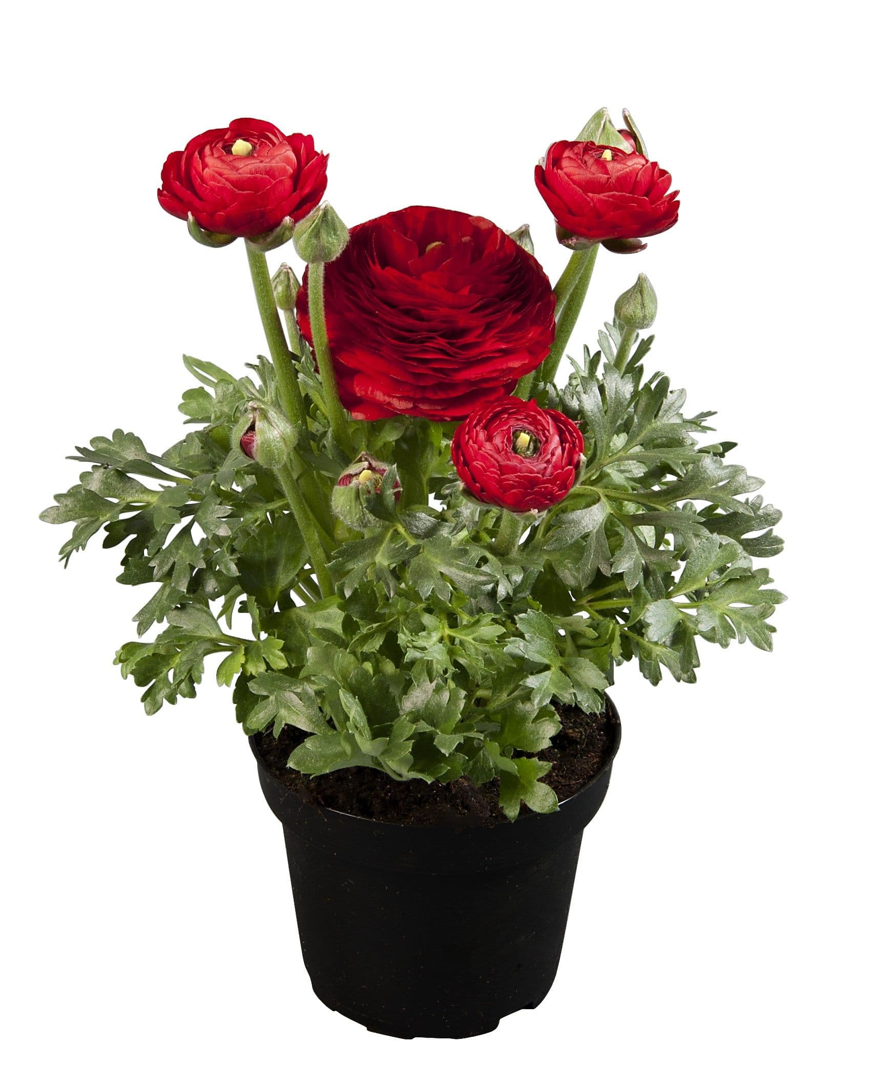 Ranunculus Sprinkles Red