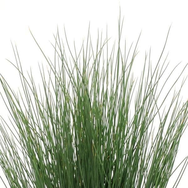 Juncus Blue Arrows