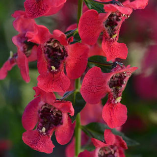 Picture of Angelonia Archangel Cherry Red