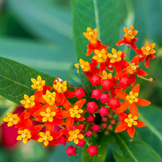 Picture of Asclepias Red Butterfly