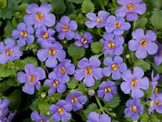 Picture of Bacopa Gulliver Blue