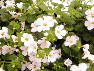 Picture of Bacopa Gulliver White