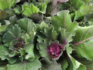Picture of Cabbage Osaka Pink