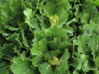 Picture of Cabbage Osaka White
