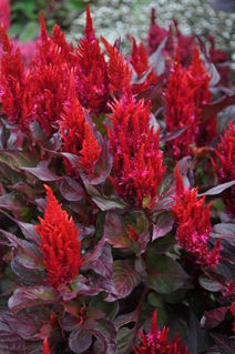 Picture of Celosia New Look Red w/ Bronze Leaf
