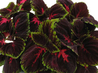 Picture of Coleus Kong Red