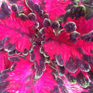 Picture of Coleus Under The Sea Pink Reef