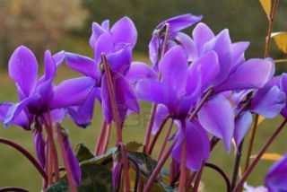 Picture of Cyclamen Purple/Lavender