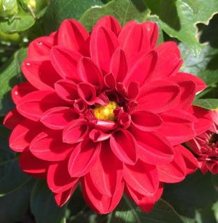 Picture of Dahlietta Tessy Red