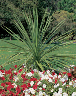 Picture of Dracaena Spike Indivisa