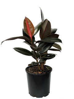 Picture of Ficus Burgundy