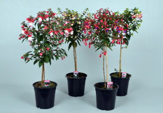 Picture of Fuchsia Standard Assorted