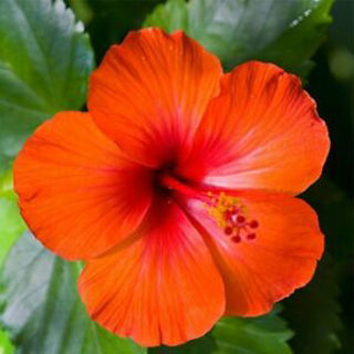 Picture of Hibiscus Orange