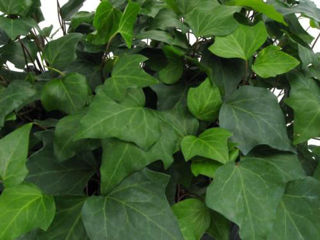 Picture of Ivy Algerian Green