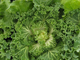 Picture of Kale Kamome Bright White