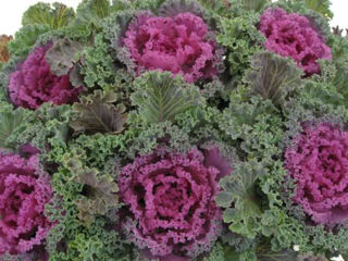 Picture of Kale Nagoya Red