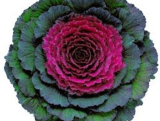 Picture of Kale Pigeon Purple F1