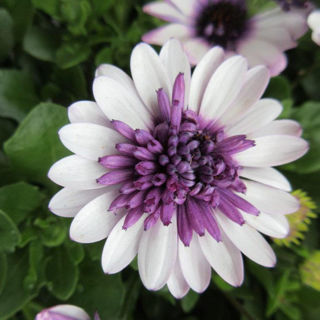Picture of Osteospermum 4D Berry White