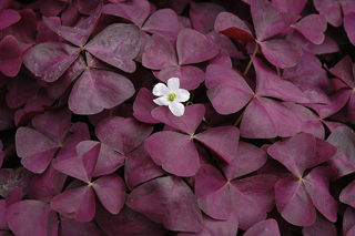 Picture of Oxalis Charmed Wine