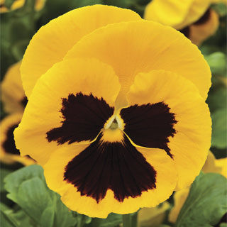 Picture of Pansy Colossus Yellow w/Blotch