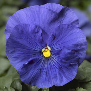 Picture of Pansy Delta True Blue