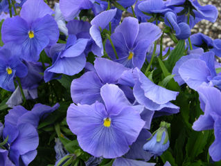 Picture of Pansy Panola True Blue XP
