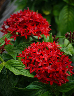 Picture of Pentas Bee Bright Red