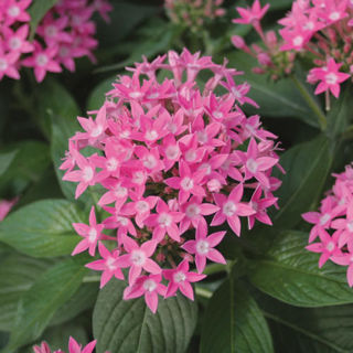 Picture of Pentas Butterfly Deep Pink