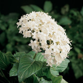 Picture of Pentas Butterfly White