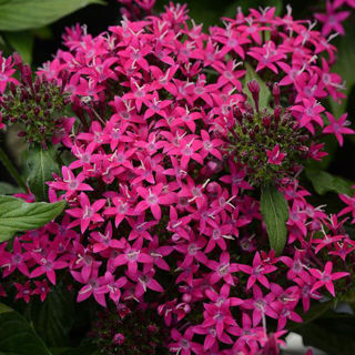 Picture of Pentas Lucky Stars Violet