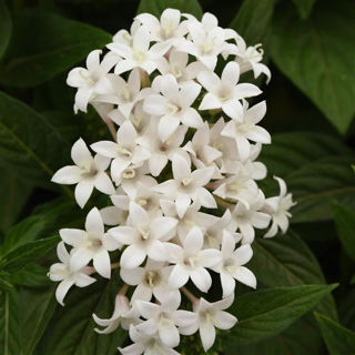Picture of Pentas Lucky Stars White