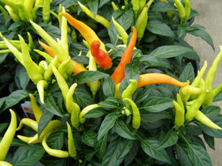 Picture of Pepper Chilly Chili