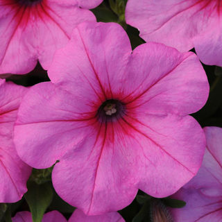 Picture of Petunia Easy Wave Pink