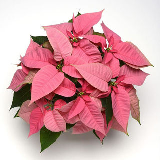 Picture of Poinsettia Christmas Joy Pink