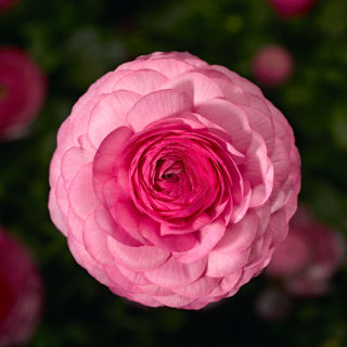 Picture of Ranunculus Mache Pink