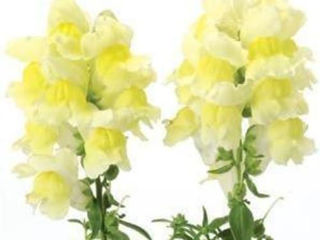 Picture of Snapdragon Snapshot Yellow