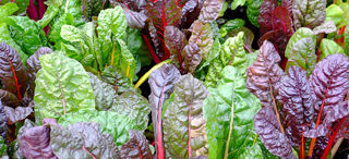 Picture of Swiss Chard Bright Lights