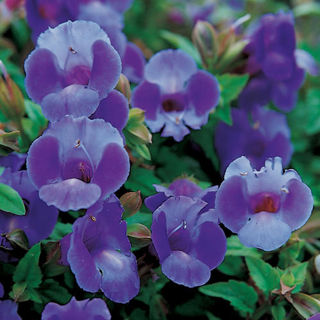 Picture of Torenia Summer Wave Blue