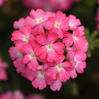 Picture of Verbena Firehouse Pink