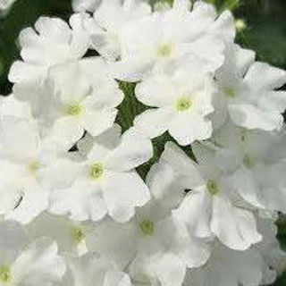 Picture of Verbena Firehouse White