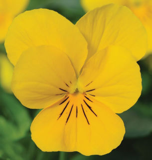 Picture of Viola Sorbet Xp Yellow