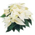 Picture of Poinsettia White