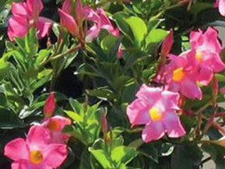 Picture of Dipladenia Pink