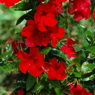 Picture of Mandevilla Teepee Red